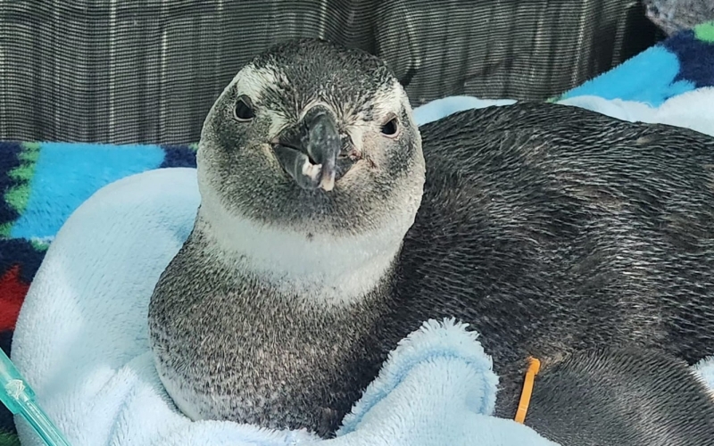 Generic placeholder image