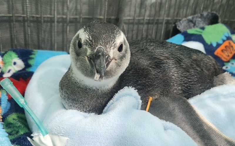 Generic placeholder image