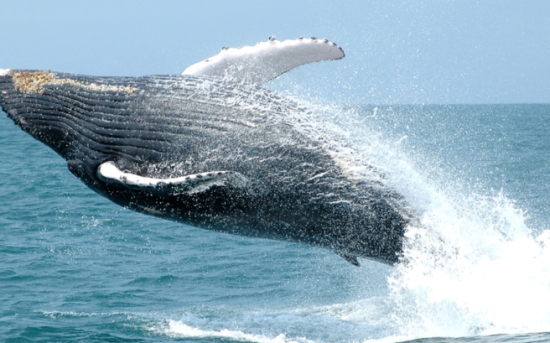 Generic placeholder image