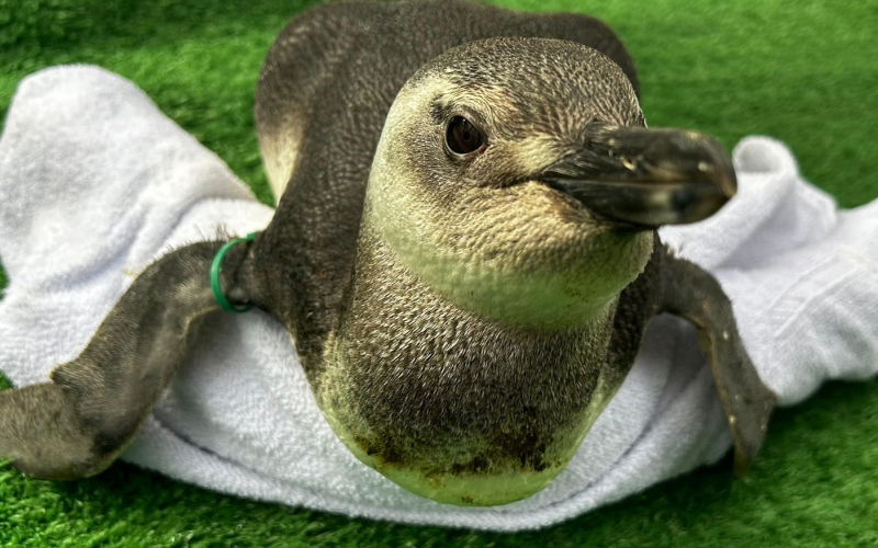 Generic placeholder image