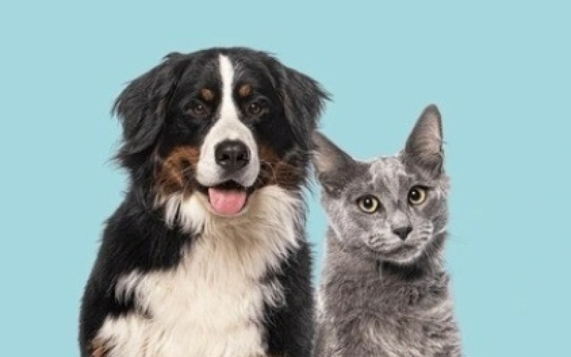 Generic placeholder image