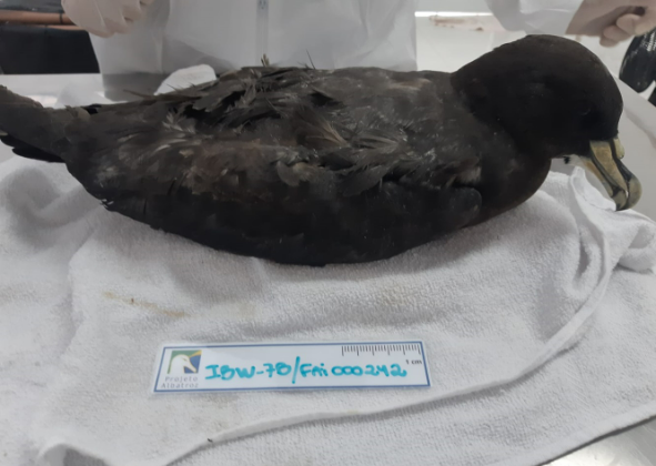 INSTITUTO ALBATROZ RECEBE AVE COM ANILHA DE IDENTIFICAÇÃO DO  MUSEU NACIONAL DE HISTÓRIA NATURAL, NA FRANÇA