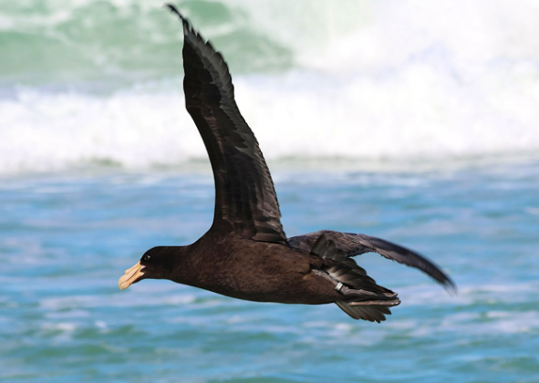 INSTITUTO ALBATROZ INICIA MÊS DE AGOSTO COM SOLTURA DE AVES NA PRAIA DA PERNAMBUCA, EM ARARUAMA 