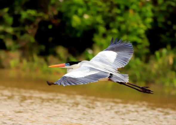 TURISMO DE OBSERVAÇÃO DE PÁSSAROS ATRAI VISITANTES AO CERRADO BRASILEIRO