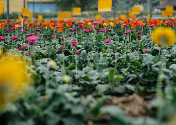 APROVEITE PARA TURISTAR EM DESTINOS QUE EXALAM O COLORIDO E O CHEIRO DAS FLORES