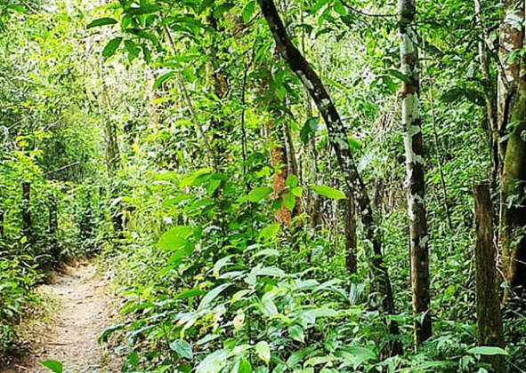 TRILHA AMAZÔNIA ATLÂNTICA AGORA INTEGRA REDE NACIONAL DE TRILHAS DE LONGO CURSO