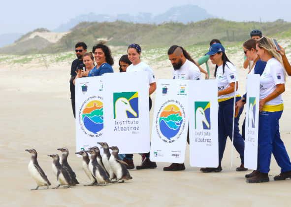 INSTITUTO ALBATROZ REALIZA SOLTURA DE OITO PINGUINS-DE-MAGALHÃES  NA PRAIA DO PONTAL DO PERÓ, EM CABO FRIO (RJ)