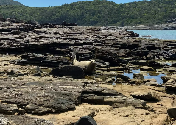 BÚZIOS: ELEFANTE-MARINHO JUVENIL REPOUSA NA PRAIA DA FOCA DESDE DOMINGO