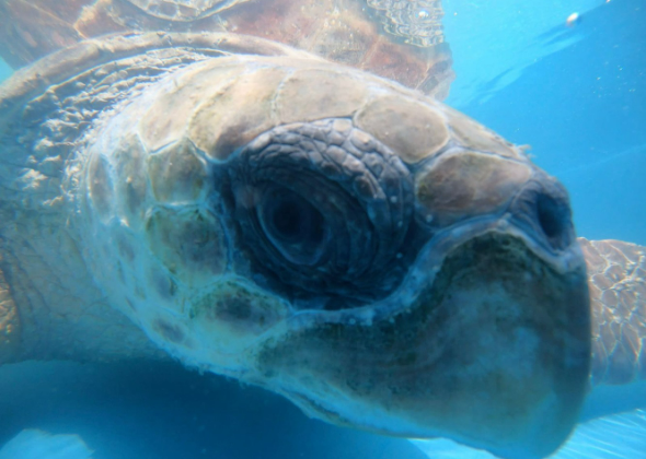 TARTARUGAS MARINHAS DE ESPÉCIES AMEAÇADAS DE EXTINÇÃO  ENCALHAM EM PRAIAS DE CABO FRIO E BÚZIOS, NA REGIÃO DOS LAGOS (RJ) 