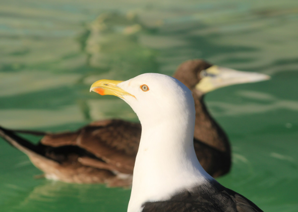 INSTITUTO ALBATROZ FAZ ALERTA SOBRE O AUMENTO DE LIXO NAS PRAIAS DA  REGIÃO DOS LAGOS (RJ) DURANTE O VERÃO, AMEAÇANDO A VIDA MARINHA 