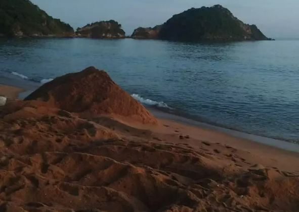 CARCAÇA DE BALEIA-DE-BRYDE ENCALHADA NA PRAIA DA RASA FOI ENTERRADA NA MADRUGADA DESTA TERÇA-FEIRA