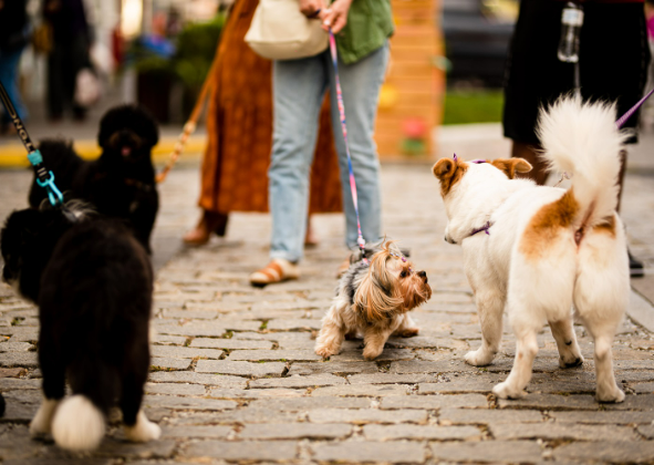 ESPAÇO ARP CELEBRA O VERÃO E REALIZA UM FIM DE SEMANA ANIMAL E REPLETO DE AXÉ