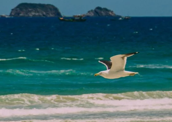 SECRETARIA DE MEIO AMBIENTE DE CABO FRIO ALERTA SOBRE OS RISCOS DE ALIMENTAR GAIVOTAS