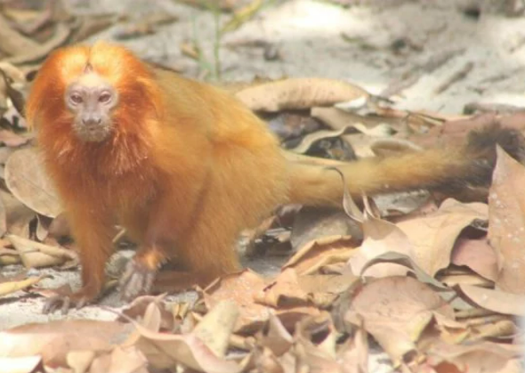 PARQUE NATURAL DO MICO-LEÃO-DOURADO, EM CABO FRIO, RECEBE 81 VISITANTES DURANTE O CARNAVAL