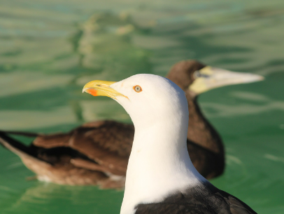 INSTITUTO ALBATROZ FAZ ALERTA SOBRE O AUMENTO DE LIXO NAS PRAIAS DA  REGIÃO DOS LAGOS (RJ) DURANTE O VERÃO, AMEAÇANDO A VIDA MARINHA 