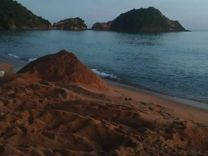 CARCAÇA DE BALEIA-DE-BRYDE ENCALHADA NA PRAIA DA RASA FOI ENTERRADA NA MADRUGADA DESTA TERÇA-FEIRA