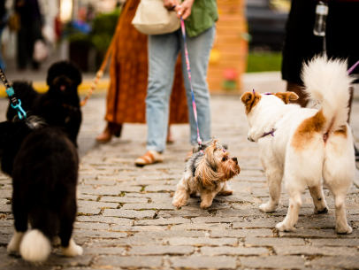 ESPAÇO ARP CELEBRA O VERÃO E REALIZA UM FIM DE SEMANA ANIMAL E REPLETO DE AXÉ