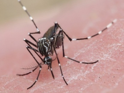 RESULTADO DO LIRAA DE JANEIRO APONTA DIVERSAS LOCALIDADES COM ALTO RISCO DE INFESTAÇÃO DE AEDES AEGYPTI