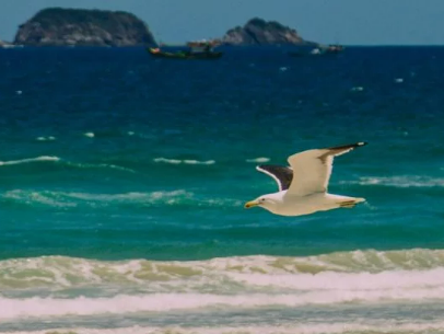 SECRETARIA DE MEIO AMBIENTE DE CABO FRIO ALERTA SOBRE OS RISCOS DE ALIMENTAR GAIVOTAS