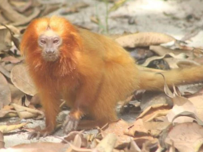 PARQUE NATURAL DO MICO-LEÃO-DOURADO, EM CABO FRIO, RECEBE 81 VISITANTES DURANTE O CARNAVAL